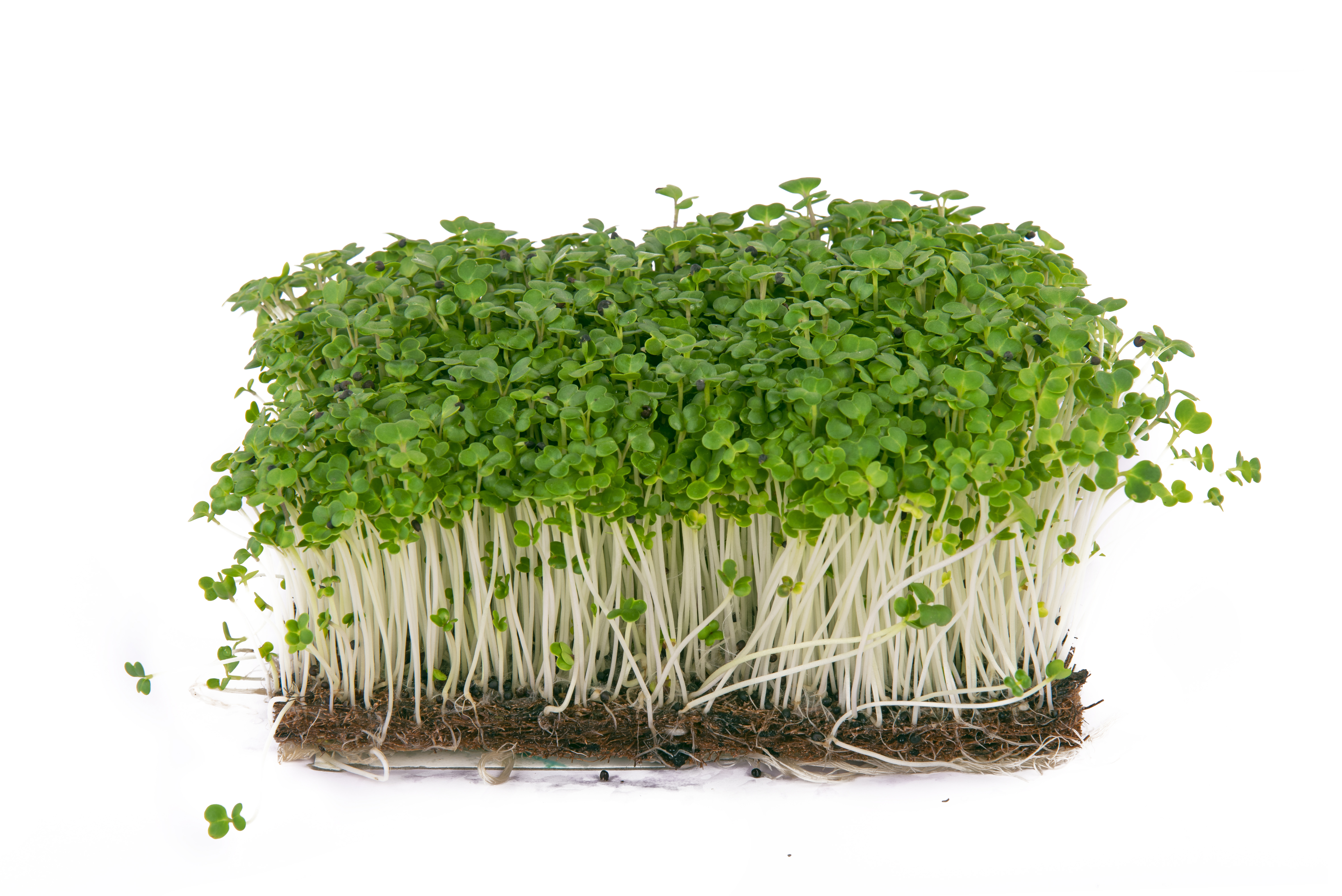 16165087031 Radish White Microgreens.jpg